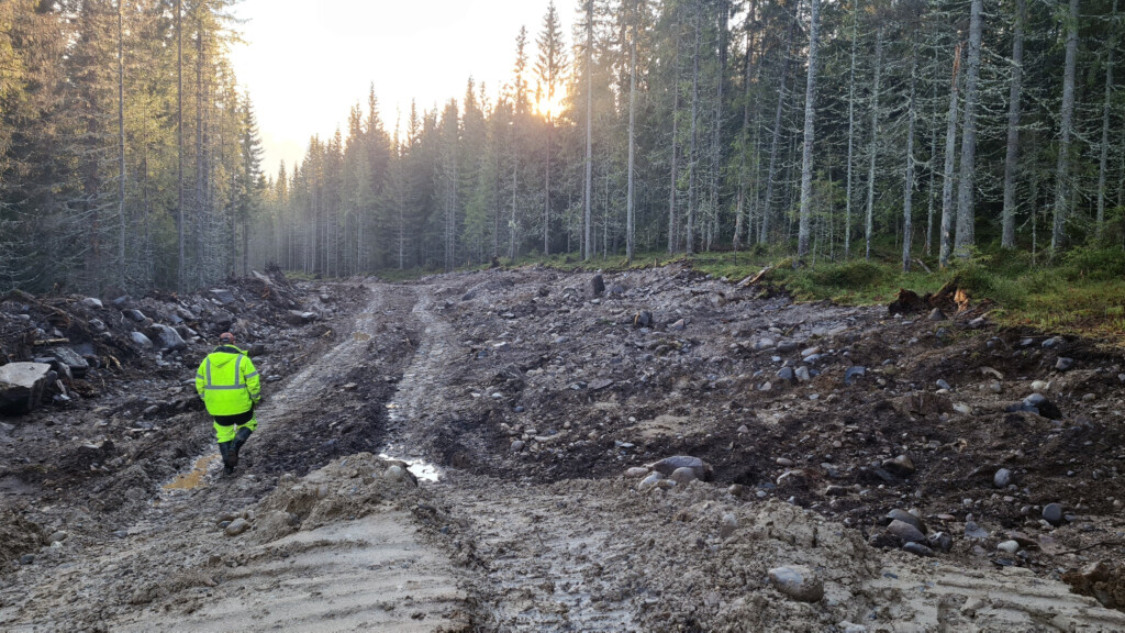 Mann kledd i signalfargede klær. Han går innover en veitrase som er hogt og grovplanert i en granskog. Foto.