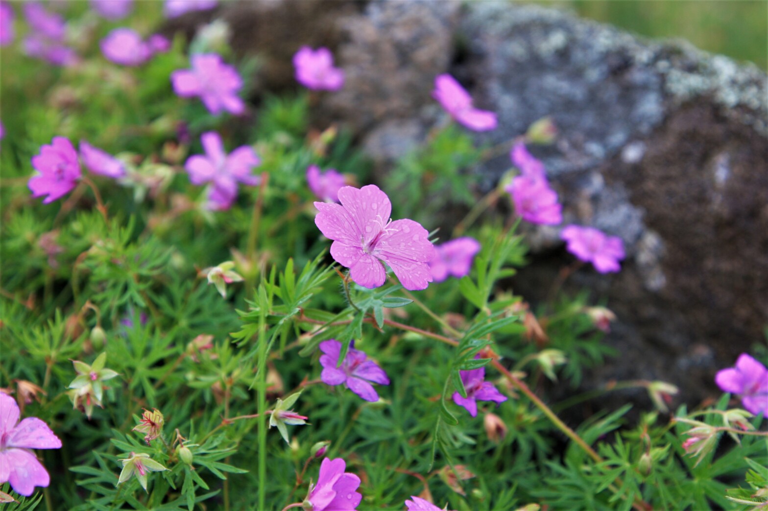 Lilla blomster i tue. Foto.