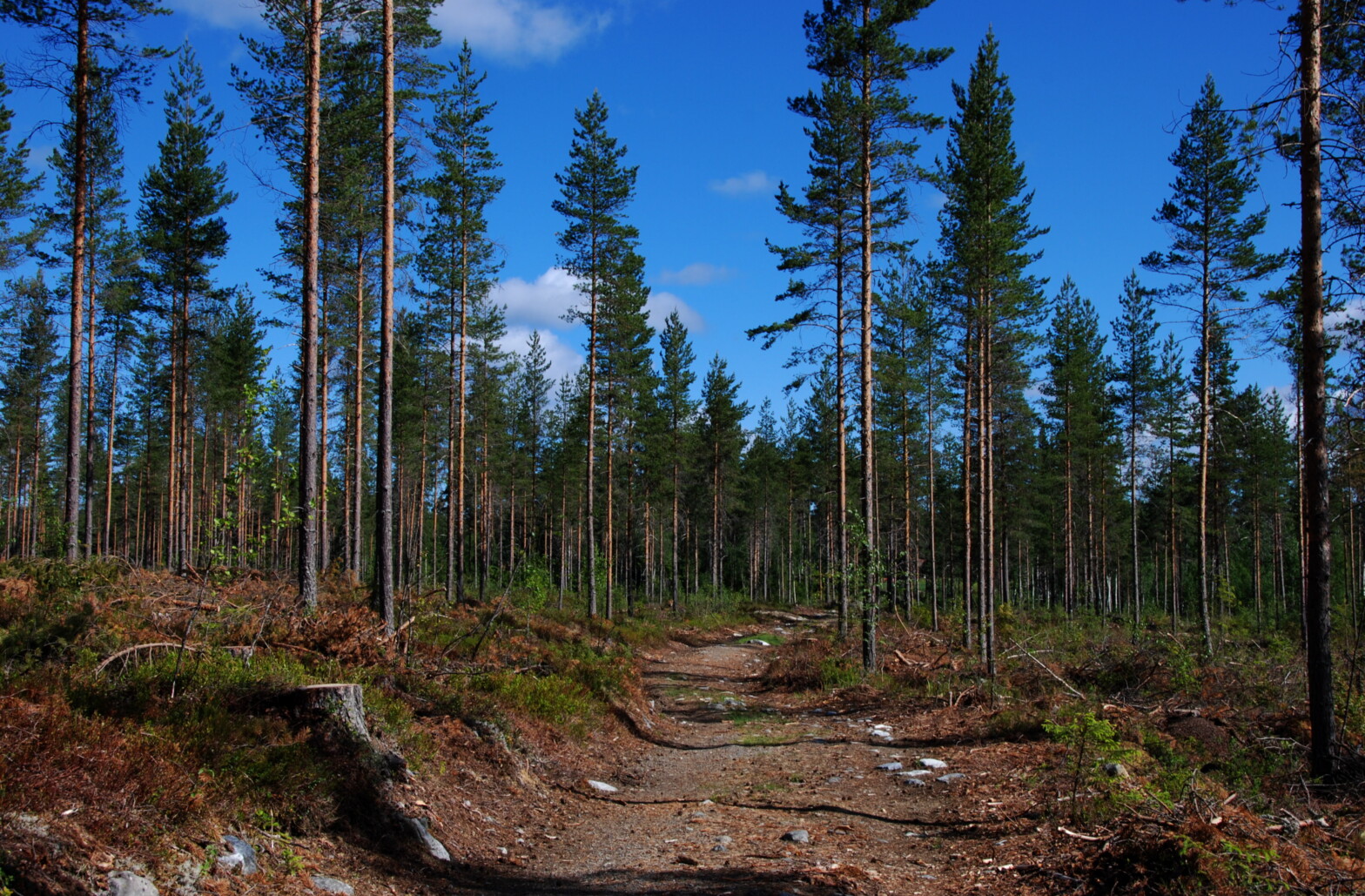 furuskog med god avstand etter tynning viser tursti innover feltet.