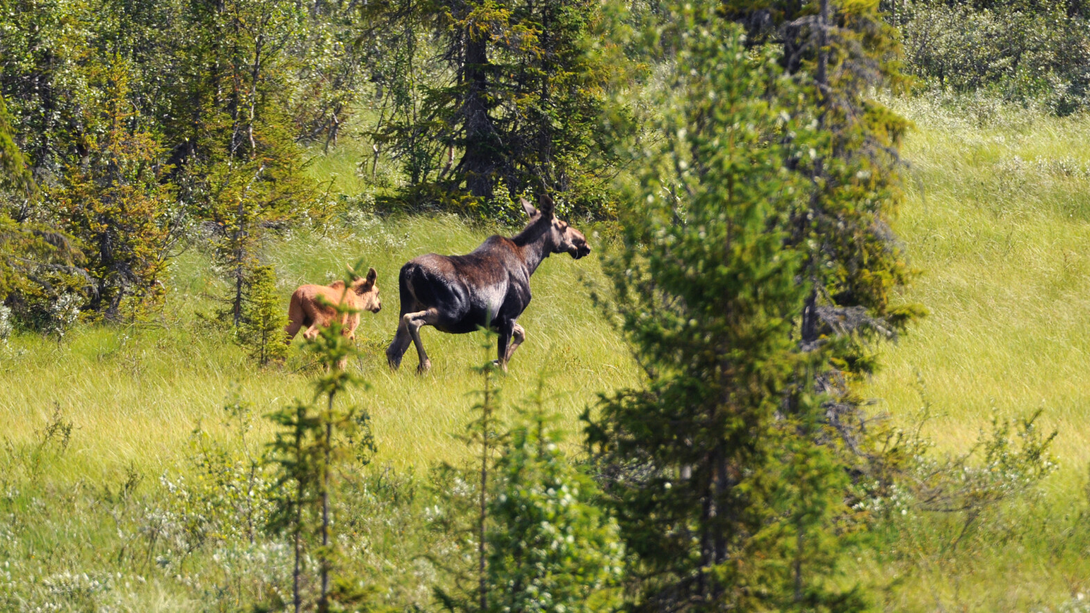 elgku med kalv som er på vei over et åpent felt i skogen.