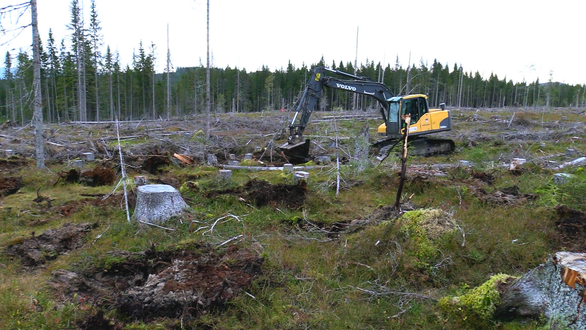 Hvordan påvirker mark­be­red­ning karbon­lag­ring i skog?