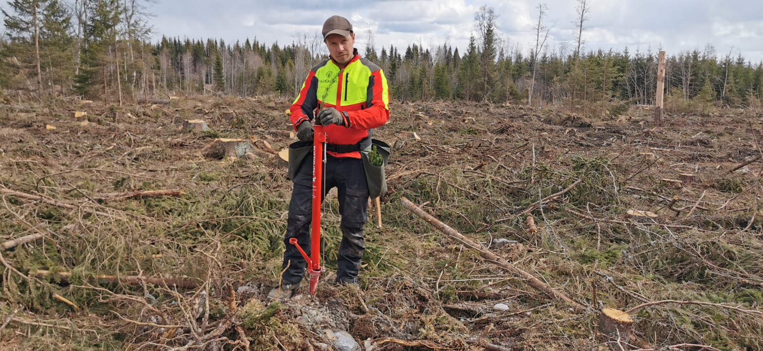 Ivan planter med planterør på felt med omvendt torv