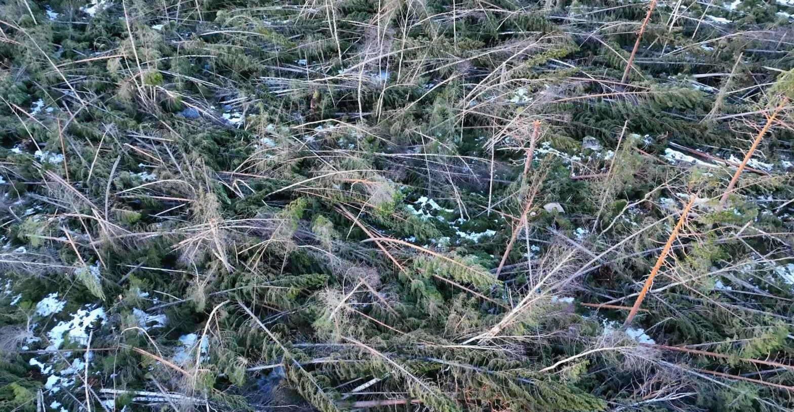 Skogkurs lanserer tre nye filmer om vindfallhogst