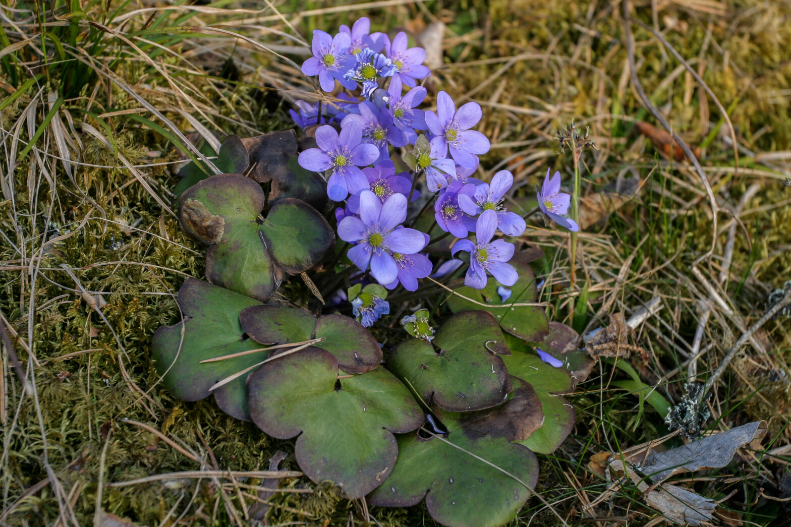 Felthåndbok om viktige arter i skog