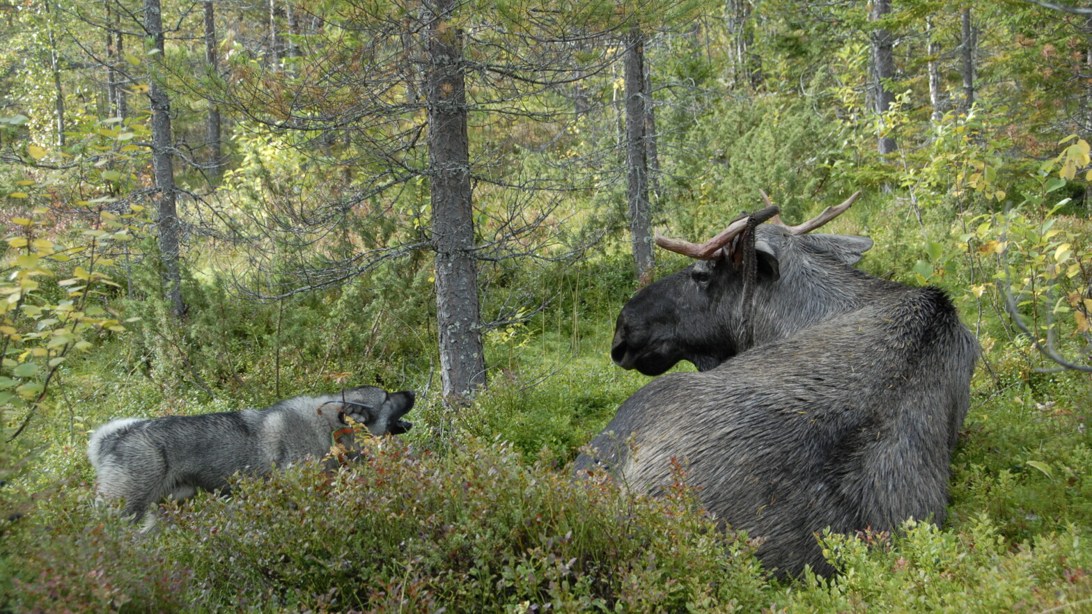 jakgrhund som bjeffer etter elg som ligger i lyngen.