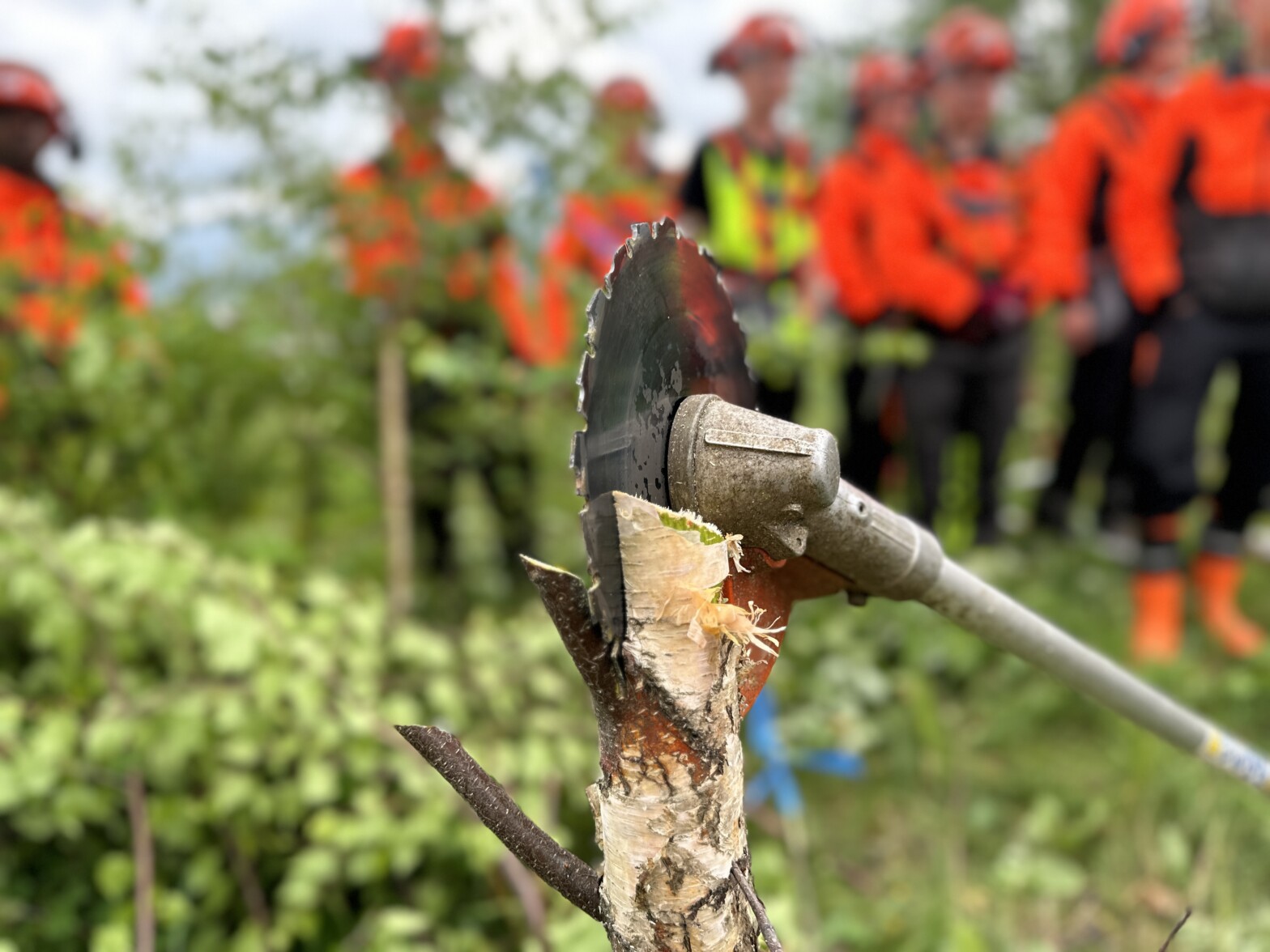 Skogbrukets viktigste sommerjobb?