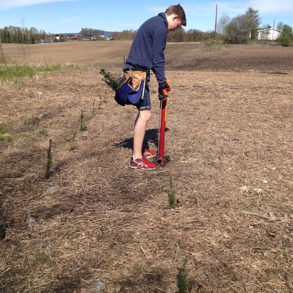 Gutt som planter juletre. 